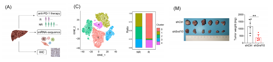 分子探针与表观遗传学研究好文分享：靶向SRSF10可能抑制M2巨噬细胞极化，增强肝细胞癌的抗pd-1治疗