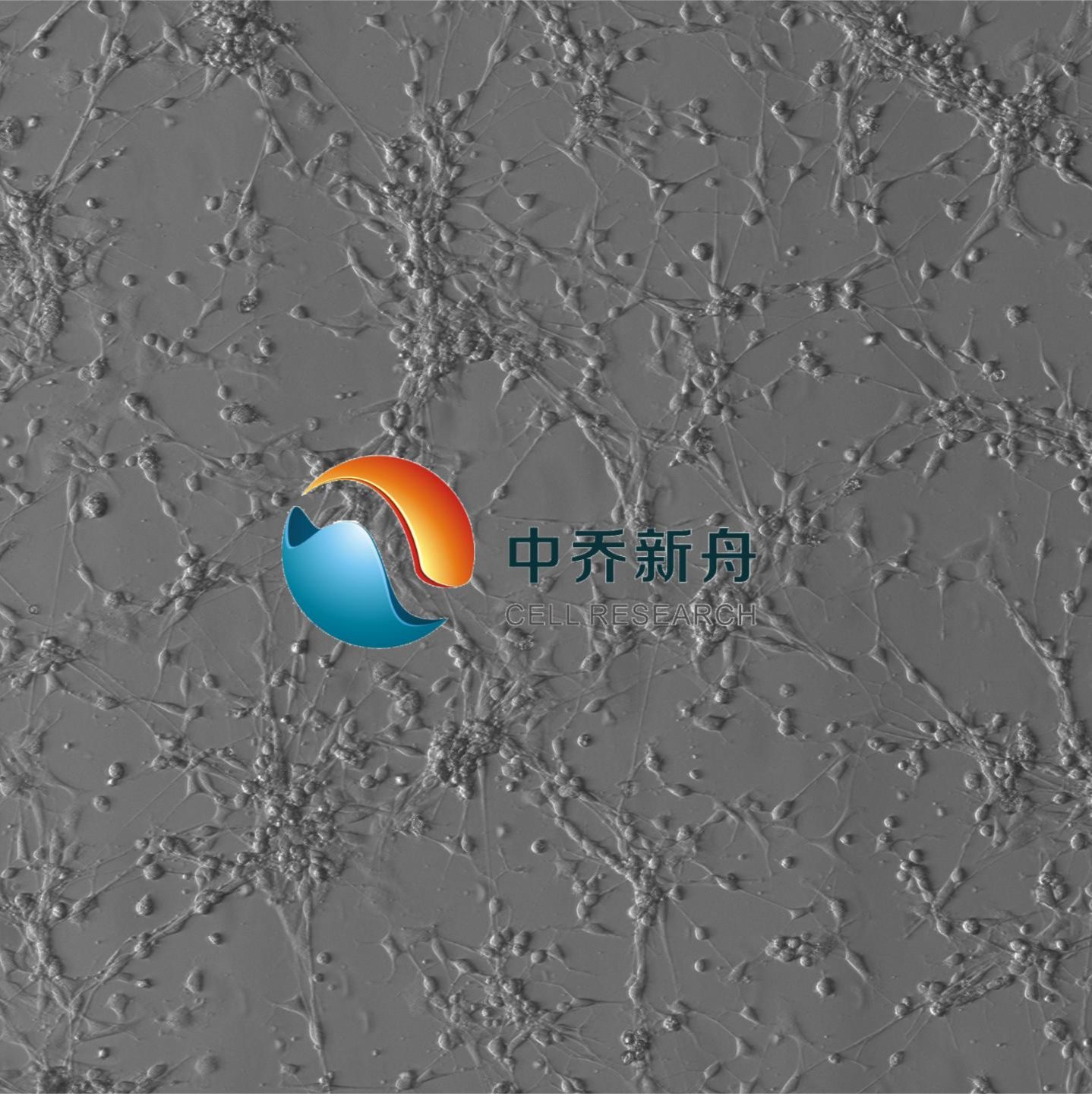 大鼠背根神经节细胞