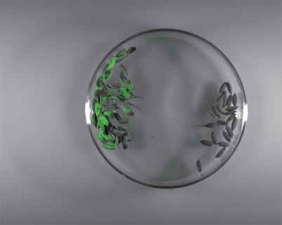 IVScope7000植物活体成像系统