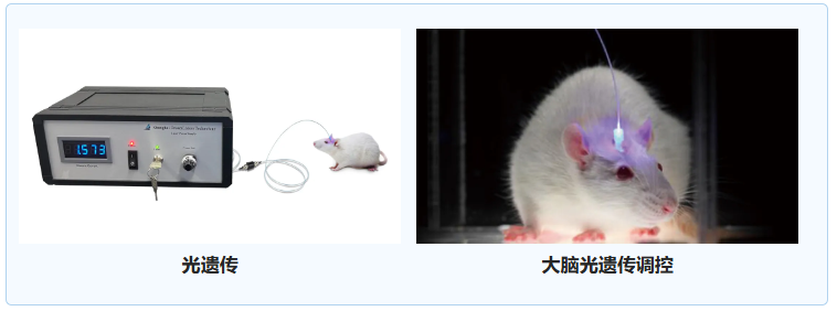 IF58.7 | 全脑c-Fos检测结合光遗传，成功筛选脊髓损伤后行走功能恢复的关键脑区！