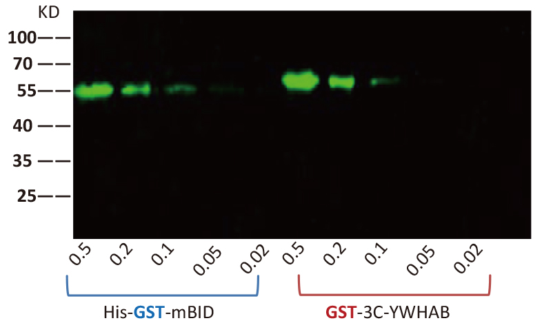 标签抗体：助您轻松抓住“心仪蛋白”并对其进行深入了解