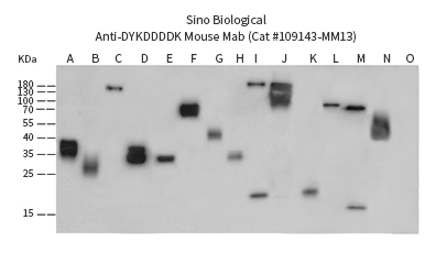 标签抗体：助您轻松抓住“心仪蛋白”并对其进行深入了解