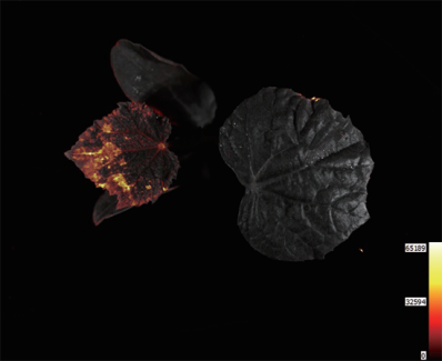 IVScope7000植物活体成像系统