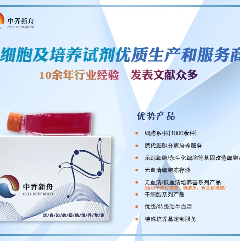 人脑皮层神经元细胞 