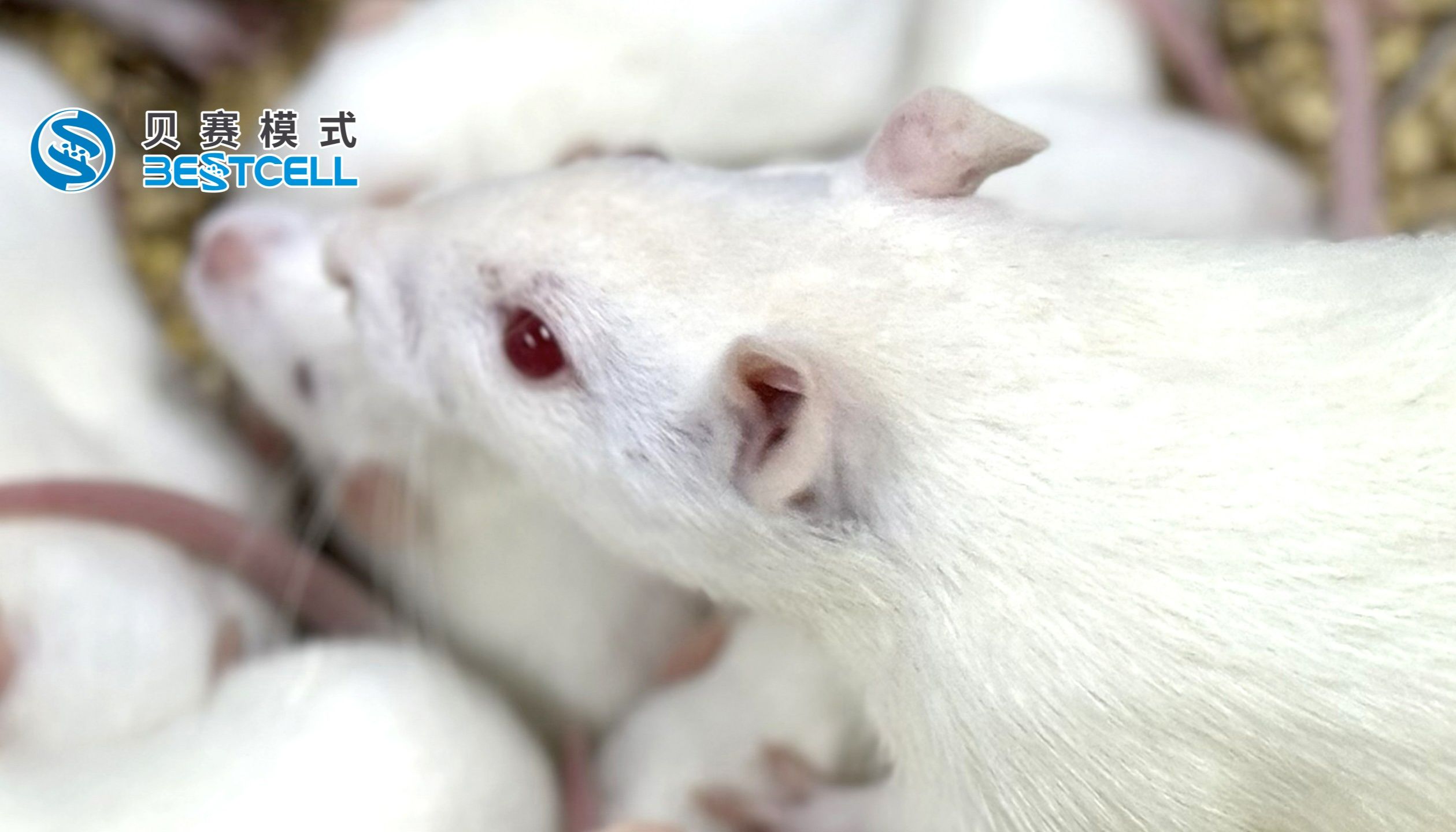 动物模型 | 阿霉素诱导的局灶性节性段性肾小球硬化（FSGS）小鼠模型