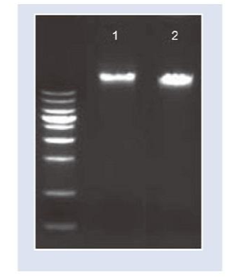 TGuide 细菌基因组DNA提取试剂盒