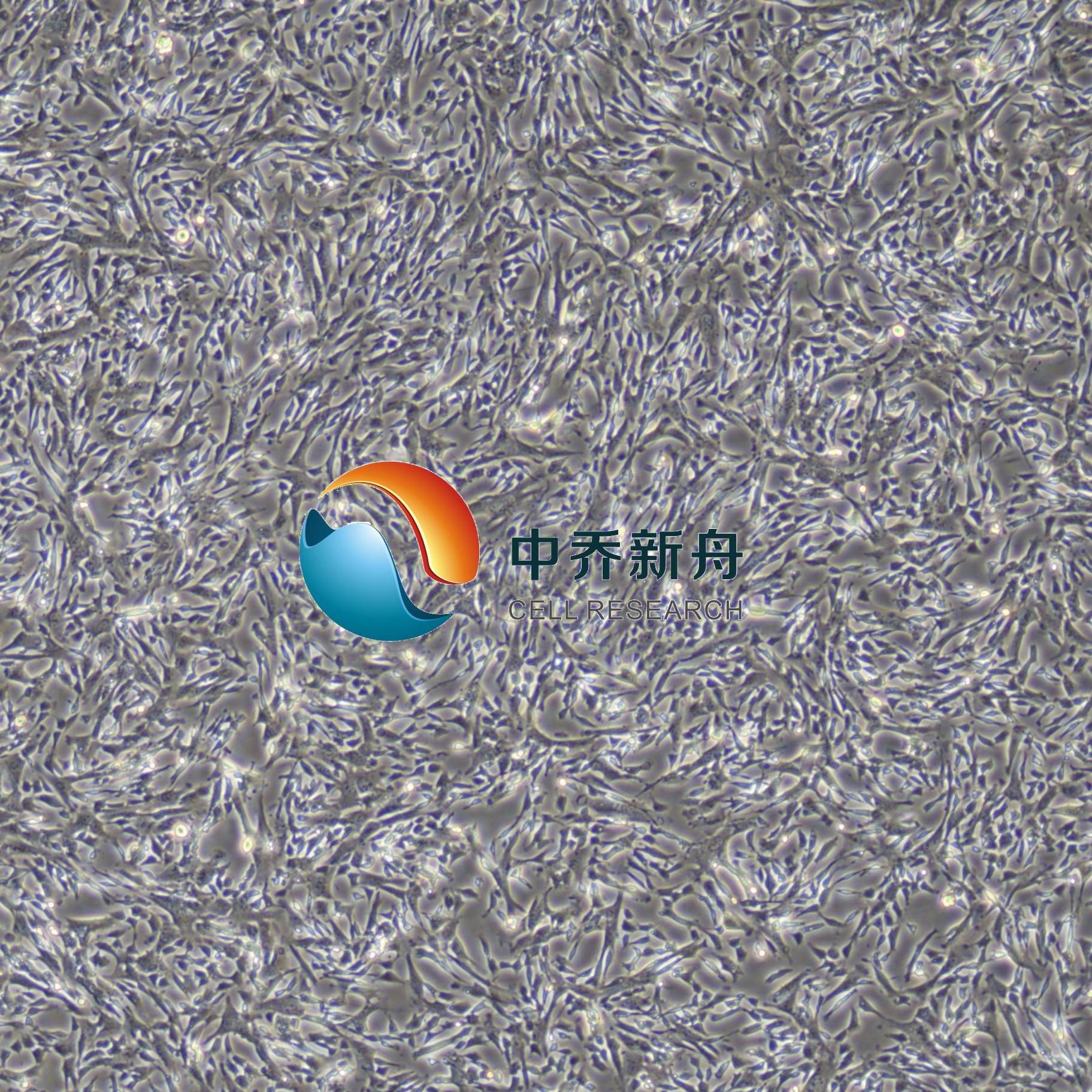 小鼠脊髓神经元细胞