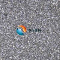 小鼠脊髓神经元细胞