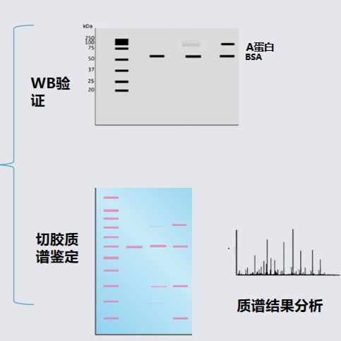 小分子靶点验证