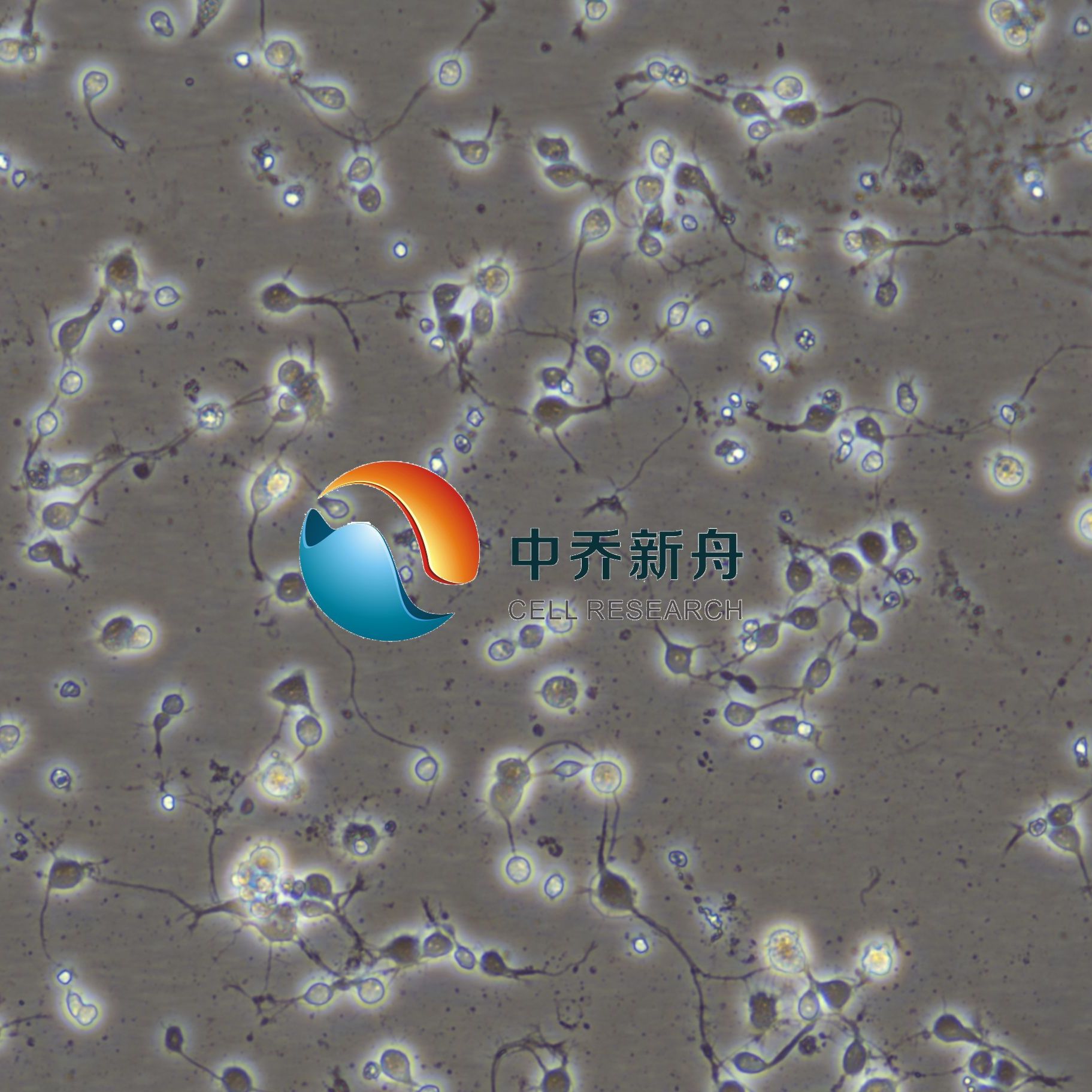 小鼠海马神经元细胞 