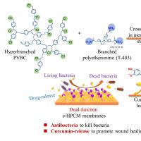 负载PLXDC1 siRNA的壳聚糖（CS）纳米粒被透明质酸(HA) 修饰