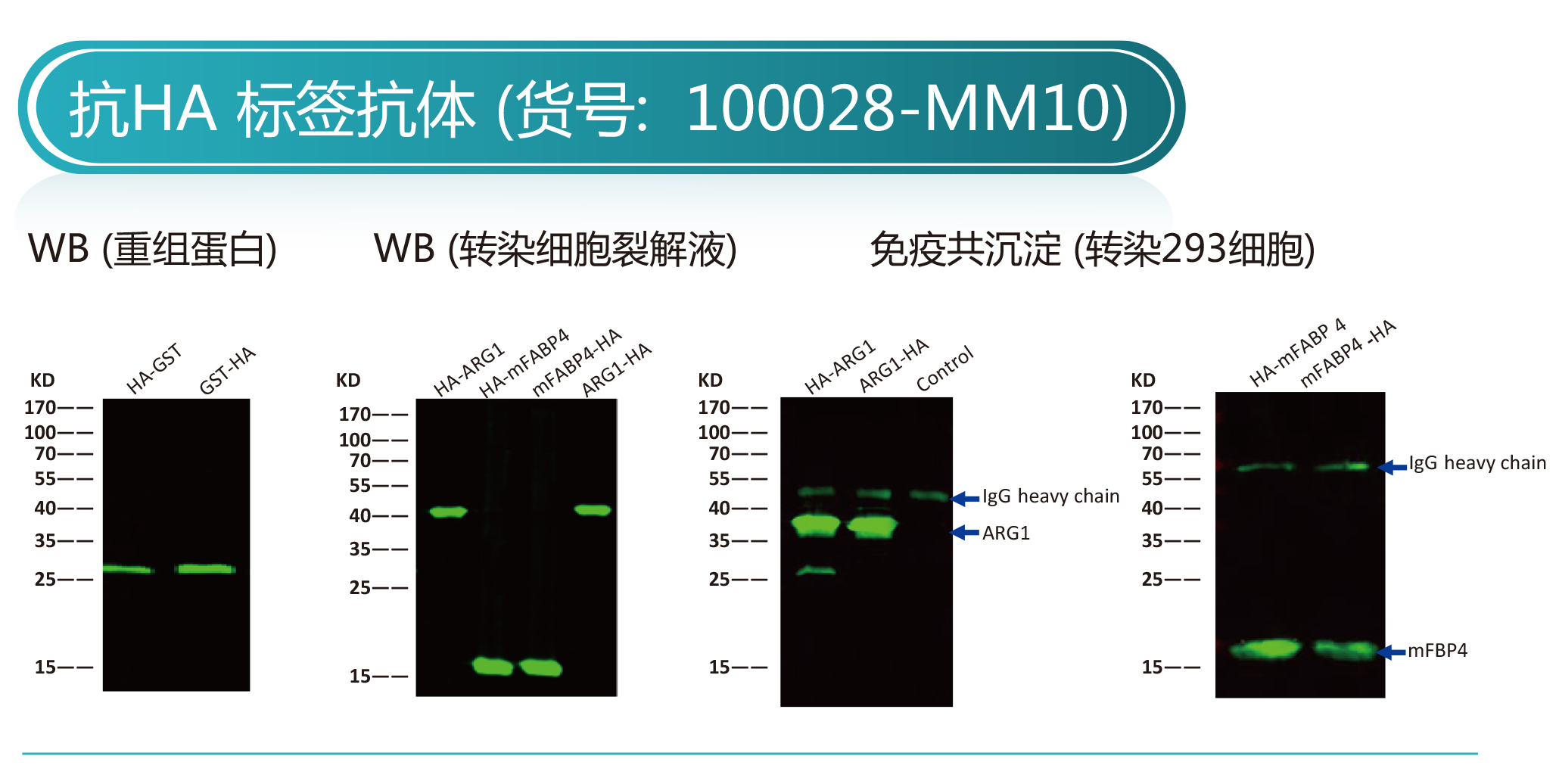 标签抗体：助您轻松抓住“心仪蛋白”并对其进行深入了解