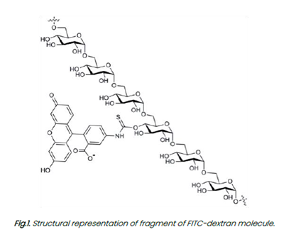 FITC-dextran 40  FTIC标记葡聚糖  右旋
