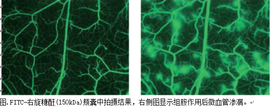 FITC-dextran 40  FTIC标记葡聚糖  右旋