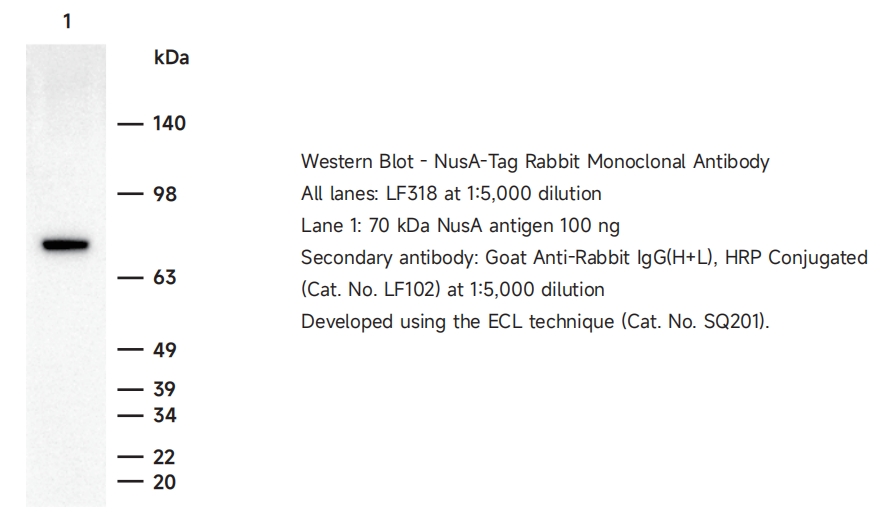 LF318 NusA-Tag兔单克隆抗体