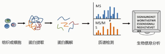 蛋白组测序