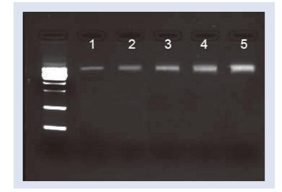 TGuide 细菌基因组DNA提取试剂盒
