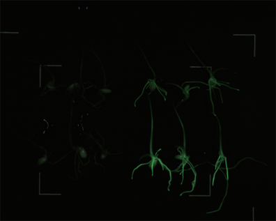 IVScope7000植物活体成像系统