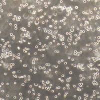 THP-1/THP-1细胞/ THP1细胞 /THP1/ 人单核细胞白血病细胞/STR鉴定/