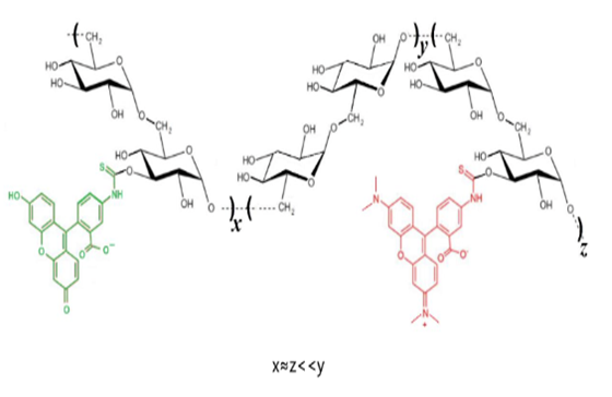 活体显微检测-荧光双标-葡聚糖（FITC-TRITC-dex