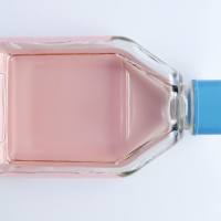 大鼠肾小管上皮细胞完全培养基