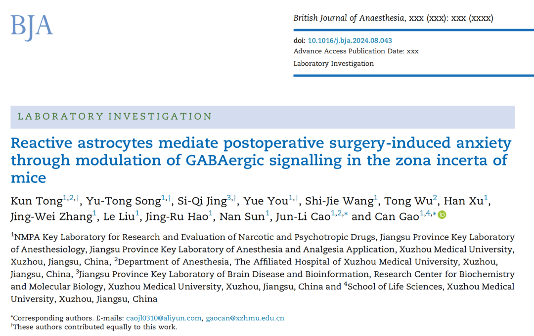 【客户文章】BJA︱徐州医科大学高灿教授与曹君利教授团队揭示未定带反应性星胶细胞调制GABA信号介导小鼠术后焦虑样行为的神经机制