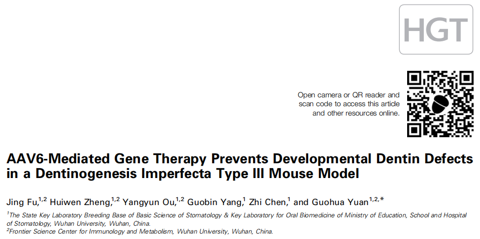 【AAV在牙齿领域的应用】武汉大学口腔医院袁国华主任医师团队发现AAV介导的基因治疗可有效预防发育性牙本质缺陷
