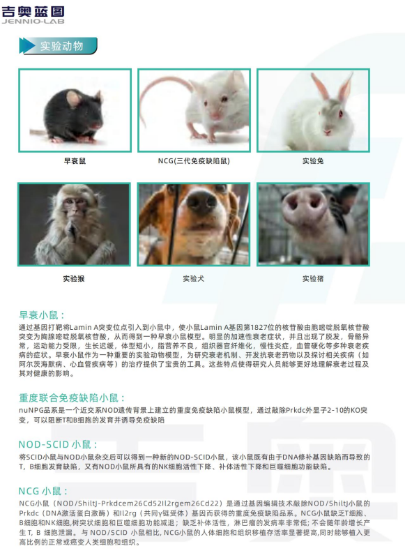 肿瘤模型 CDX肿瘤模型小鼠 PDX肿瘤模型动物中心 肿瘤模