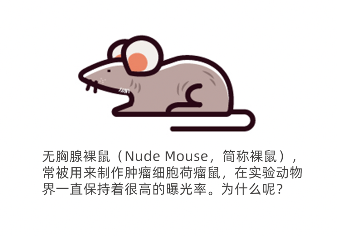 体重大、成瘤好、国际认可度高的裸鼠竟然不是BALB/c Nude