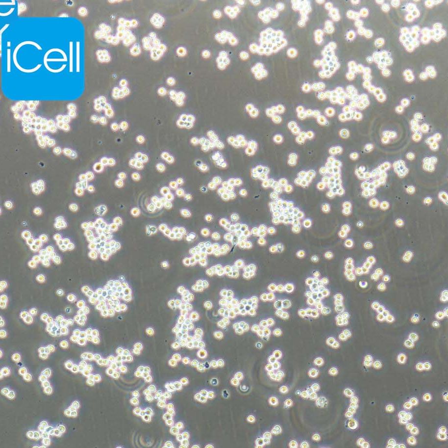 Ana1细胞 | Ana-1细胞 | 小鼠巨噬细胞 |  巨噬细胞 | Ana-1 | Ana1 | 种属鉴定