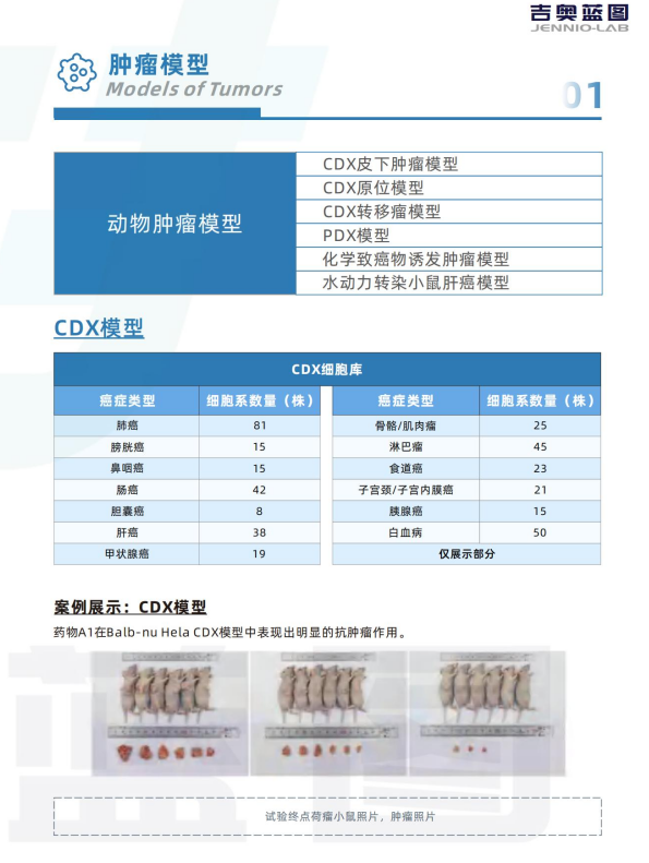 肿瘤模型 CDX肿瘤模型小鼠 PDX肿瘤模型动物中心 肿瘤模