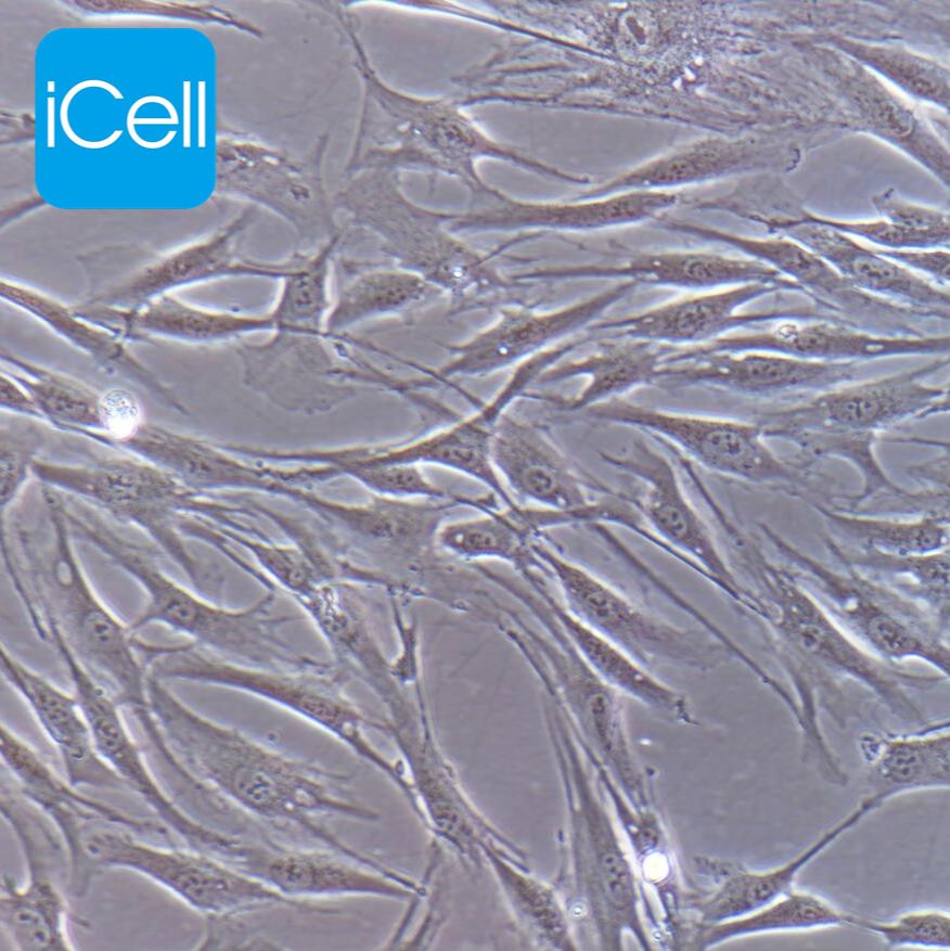 HSF | HSF细胞 | 人真皮成纤维细胞永生化 | 成纤维细胞 | 皮肤成纤维细胞