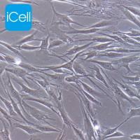 HSF | HSF细胞 | 人真皮成纤维细胞永生化 | 成纤维细胞 | 皮肤成纤维细胞