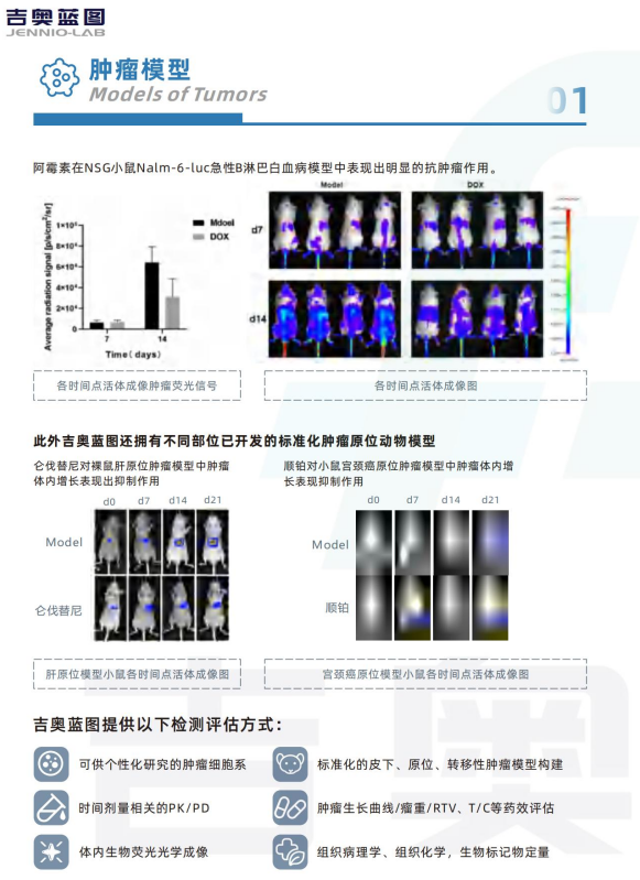 肿瘤模型 CDX肿瘤模型小鼠 PDX肿瘤模型动物中心 肿瘤模