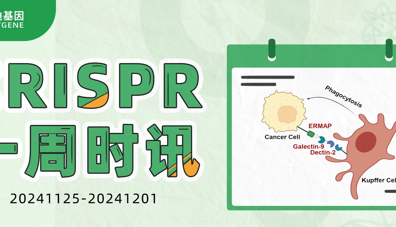 【一周时讯】CRISPR文库筛选：EV-DNA结构在Kupffer细胞介导抗肿瘤免疫中的关键作用