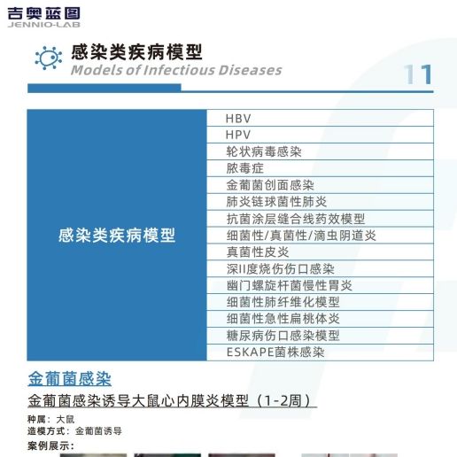 细菌模型 抗感染模型 细菌感染模型 细菌感染实验 细菌感染细胞体外实验 细菌感染动物模型产品图