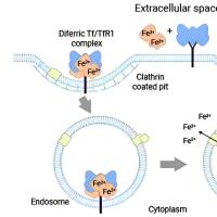 负载多柔比星（DOX）的中性粒细胞外泌体被超顺磁性氧化铁纳米颗粒修饰