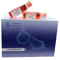 IHH4+luc细胞、IHH4细胞、IHH4、人甲状腺乳头状癌细胞稳定表达荧光素酶、镜像绮点