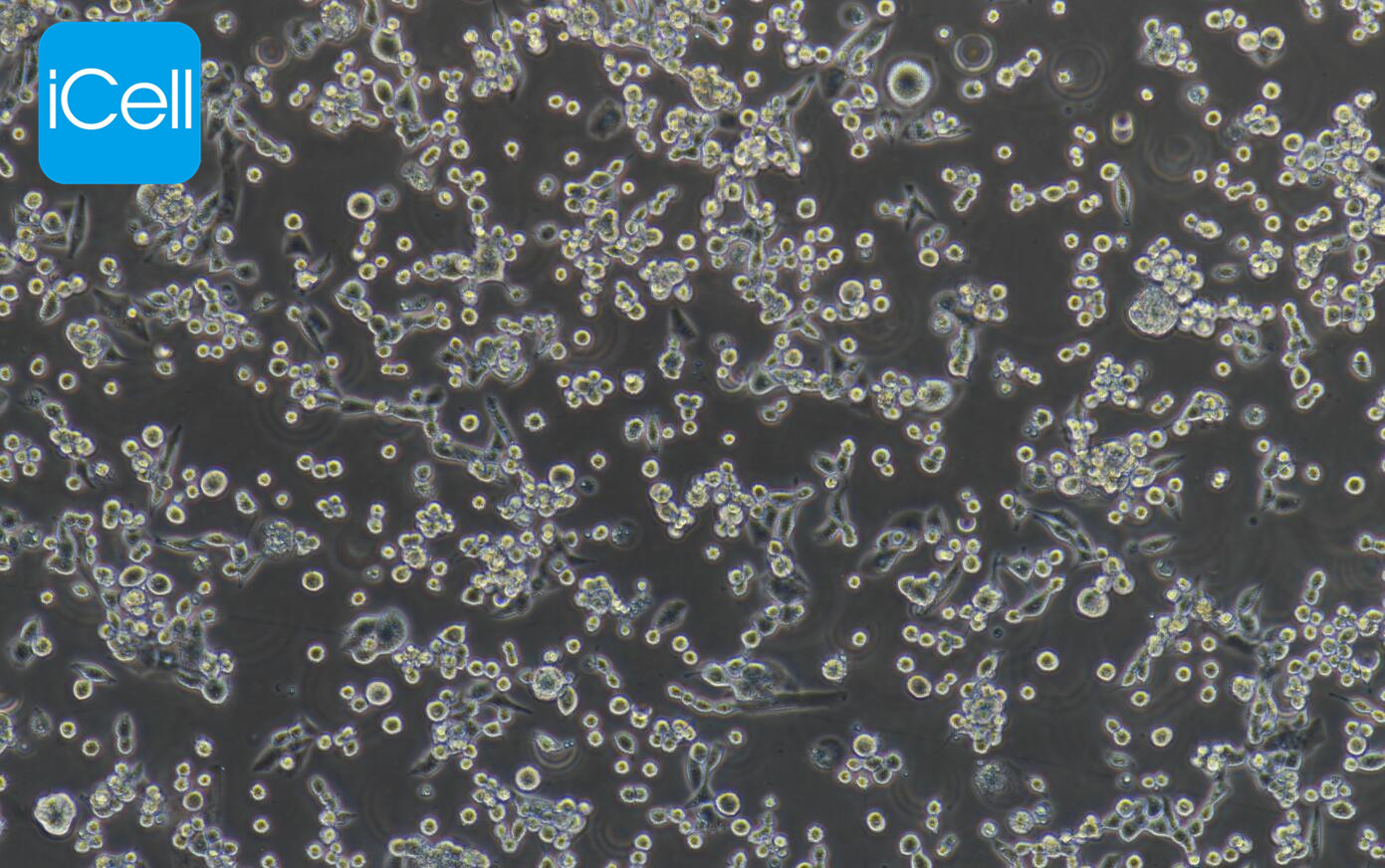 LLC 小鼠Lewis肺癌细胞/LLC细胞/LLC细胞/镜像