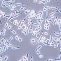 BV2 | BV-2细胞 | BV2细胞 | BV2 | 小鼠小胶质细胞 | 小胶