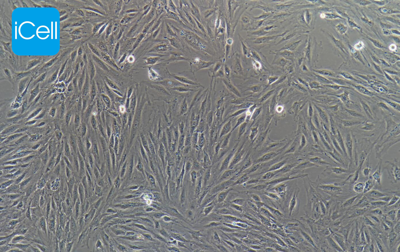 H9c2 | H9c2 细胞| H9c2 |大鼠心肌细胞 |