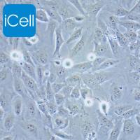 AC16 心肌细胞 | AC16 | AC16细胞 | AC-16 | AC-16细胞 | 心