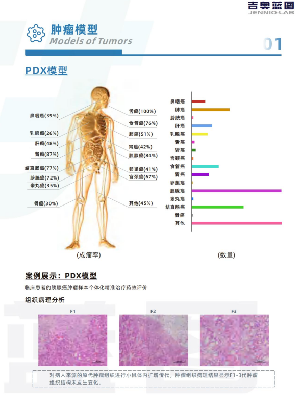 肿瘤模型 CDX肿瘤模型小鼠 PDX肿瘤模型动物中心 肿瘤模