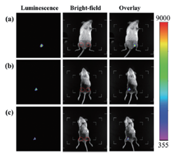 IVScope8000小动物活体成像系统
