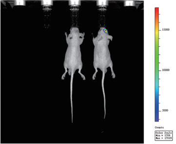 IVScope8000小动物活体成像系统