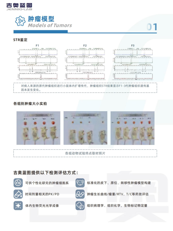 肿瘤模型 CDX肿瘤模型小鼠 PDX肿瘤模型动物中心 肿瘤模