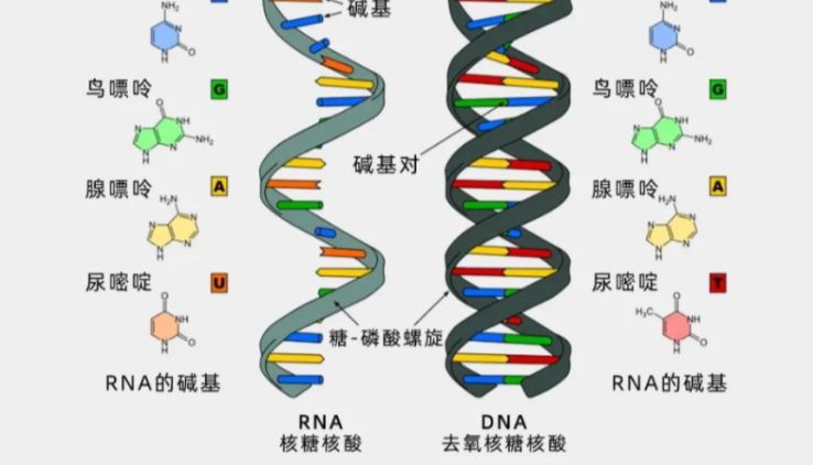 如何储存提纯后的RNA