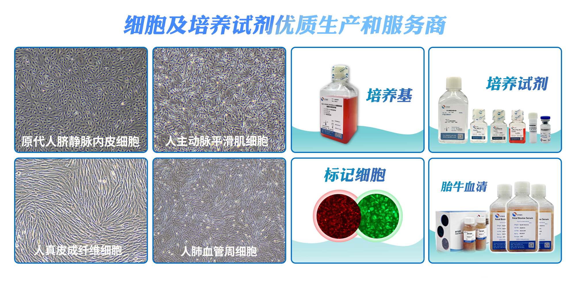 小鼠少突胶质细胞专用培养基 