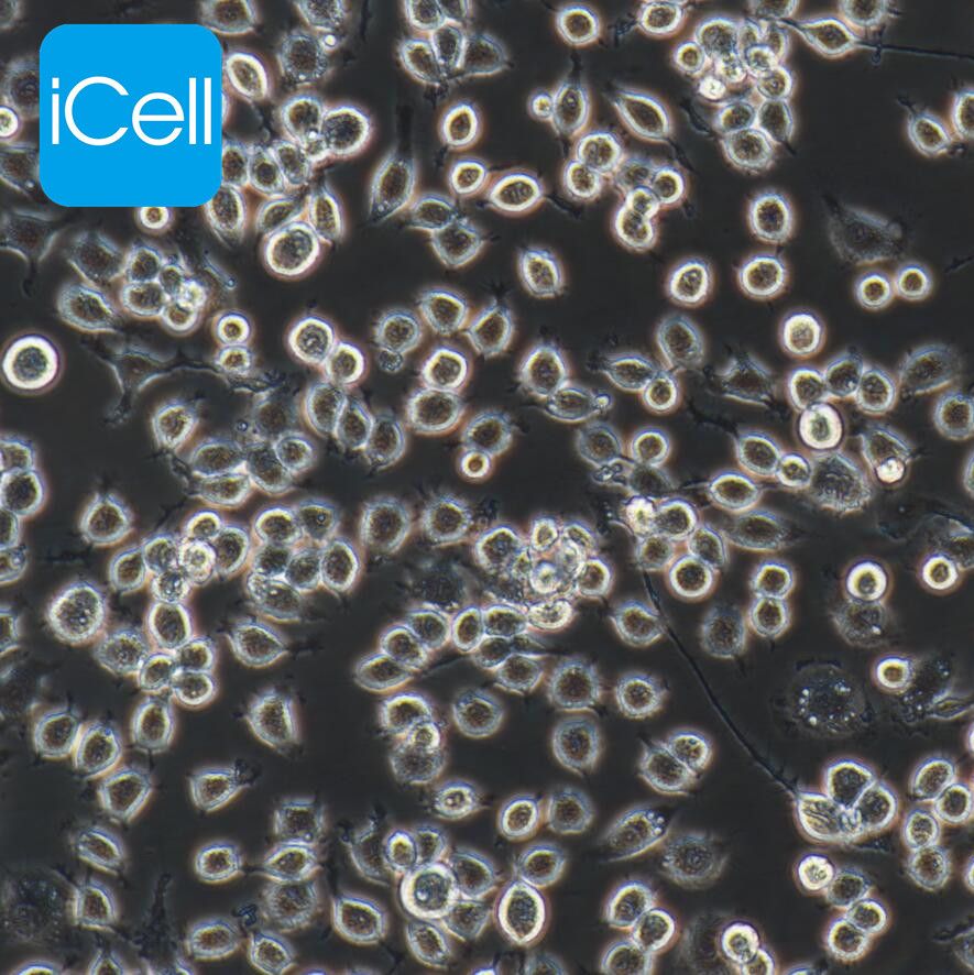 J774A.1 小鼠单核巨噬细胞|J774A.1|J774A.1细胞|巨噬细胞|STR鉴定/镜像绮点（Cellverse）