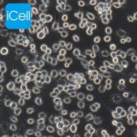 J774A.1 小鼠单核巨噬细胞|J774A.1|J774A.1细胞|巨噬细胞|STR鉴定/镜像绮点（Cellverse）